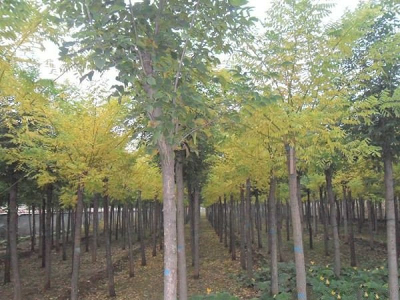 常年批发供应金枝国槐价格优惠苗圃货大量出售