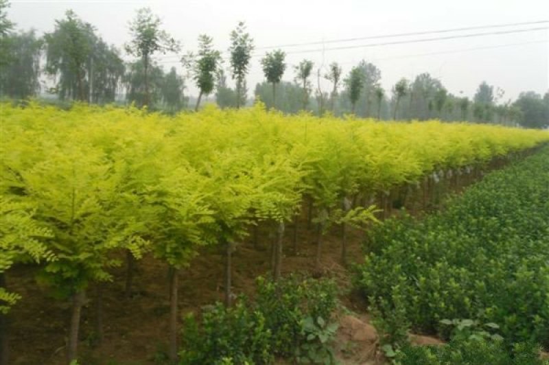 常年批发供应金枝国槐价格优惠苗圃货大量出售