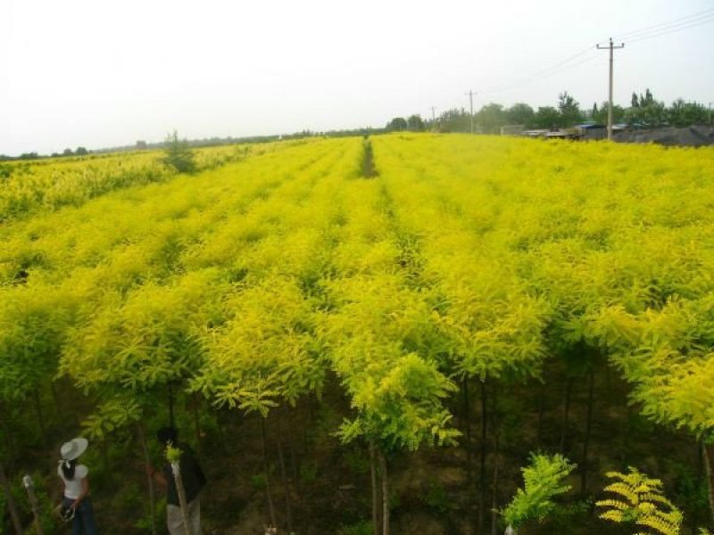 常年批发供应金枝国槐价格优惠苗圃货大量出售