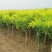 常年批发供应金枝国槐价格优惠苗圃货大量出售