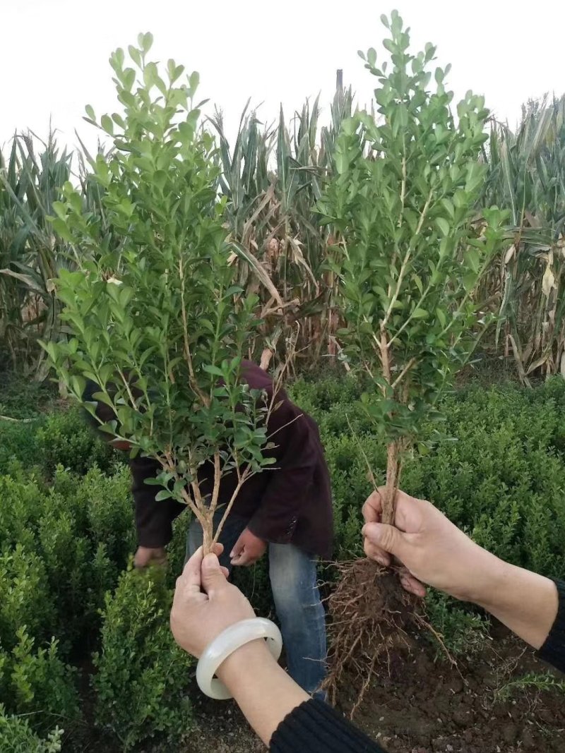 【精品】瓜子黄杨，基地直发，火热订购中