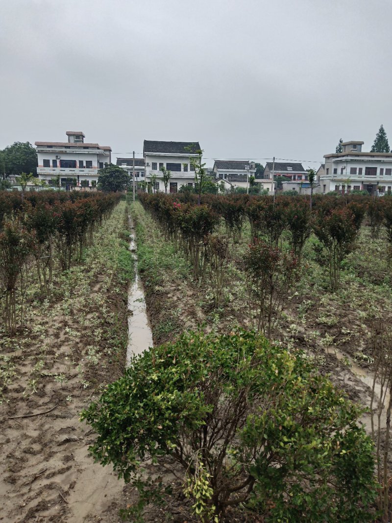 美国天鹅绒紫薇大量供应，火箭红，单杆，丛生，欢迎选购