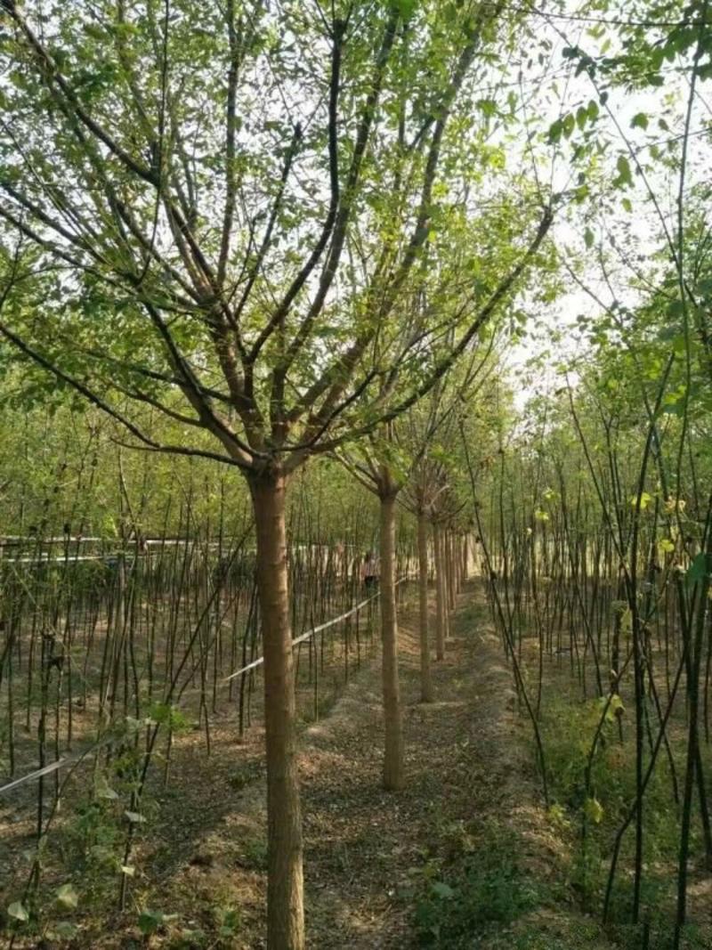 沭阳国槐树基地大量销售中，树形优美生长旺盛