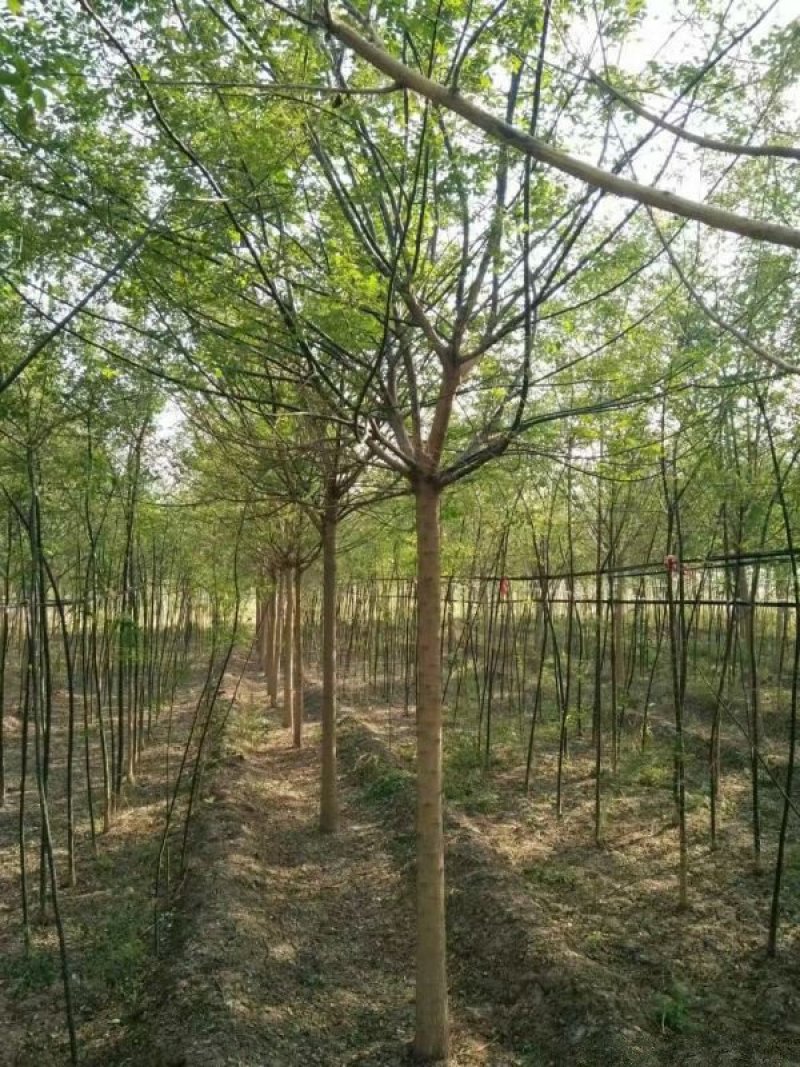 沭阳国槐树基地大量销售中，树形优美生长旺盛