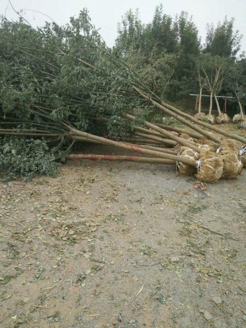 沭阳国槐树基地大量销售中，树形优美生长旺盛
