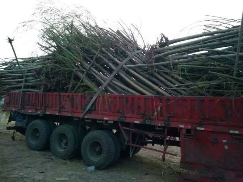 沭阳大型垂柳种植基地大量销售中一级苗