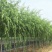 沭阳大型垂柳种植基地大量销售中一级苗