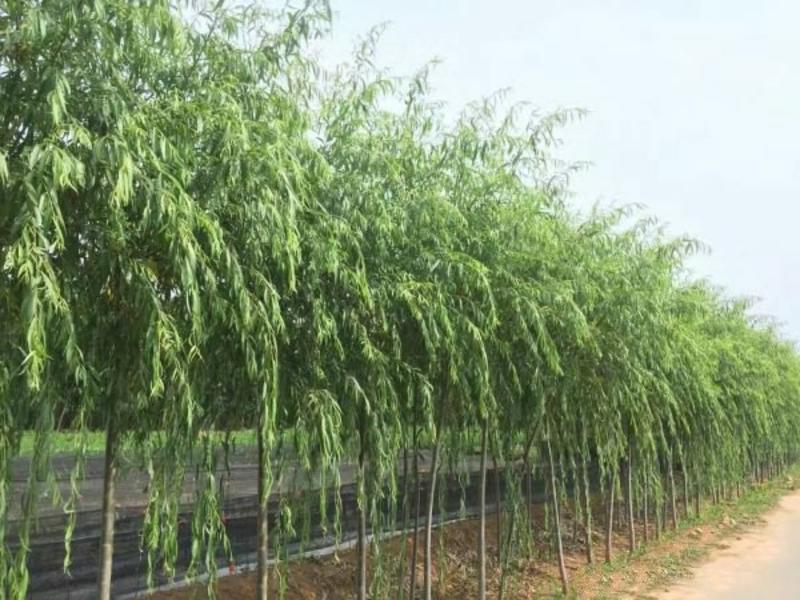 沭阳大型垂柳种植基地大量销售中一级苗