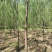 沭阳大型垂柳种植基地大量销售中一级苗