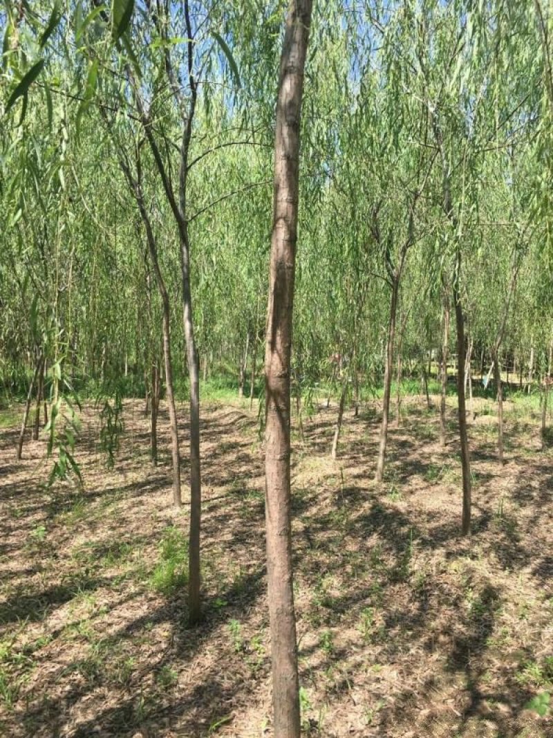 沭阳大型垂柳种植基地大量销售中一级苗