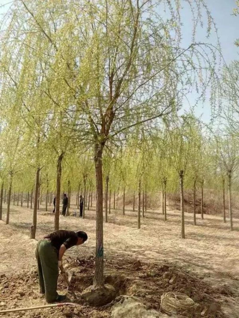 沭阳大型垂柳种植基地大量销售中一级苗