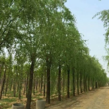 沭阳大型垂柳种植基地大量销售中一级苗