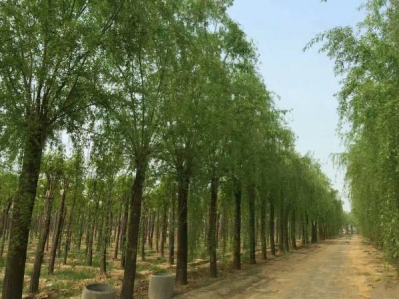 沭阳大型垂柳种植基地大量销售中一级苗