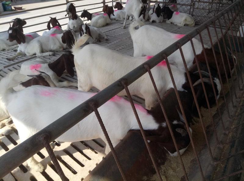 波尔山羊怀孕羊正规大型养殖场送公羊包送货到付款