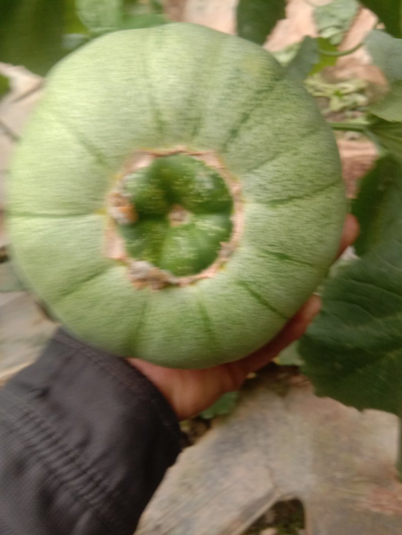绿宝甜瓜