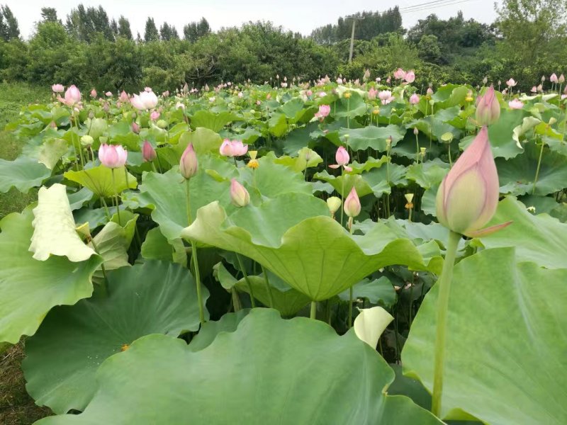 宜昌周边地区供应新鲜洪湖莲蓬