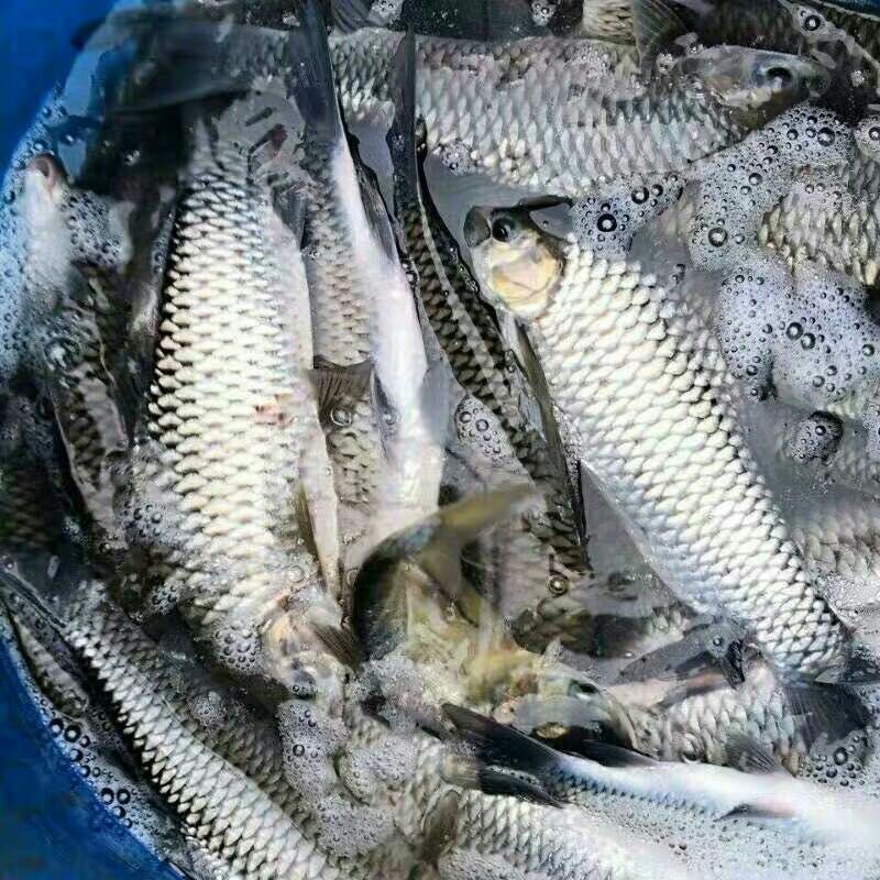 倒刺鲃苗欢迎下单咨询