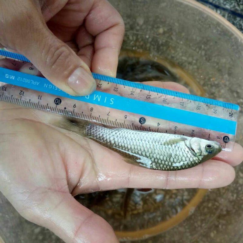 倒刺鲃苗欢迎下单咨询