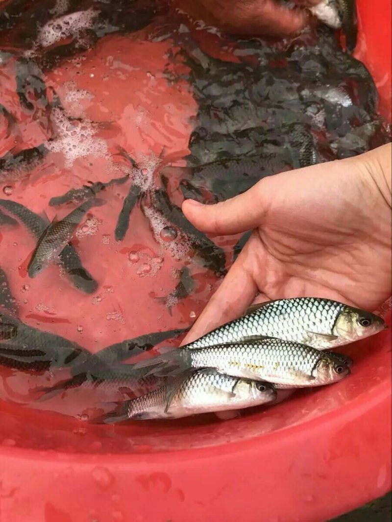 倒刺鲃苗欢迎下单咨询