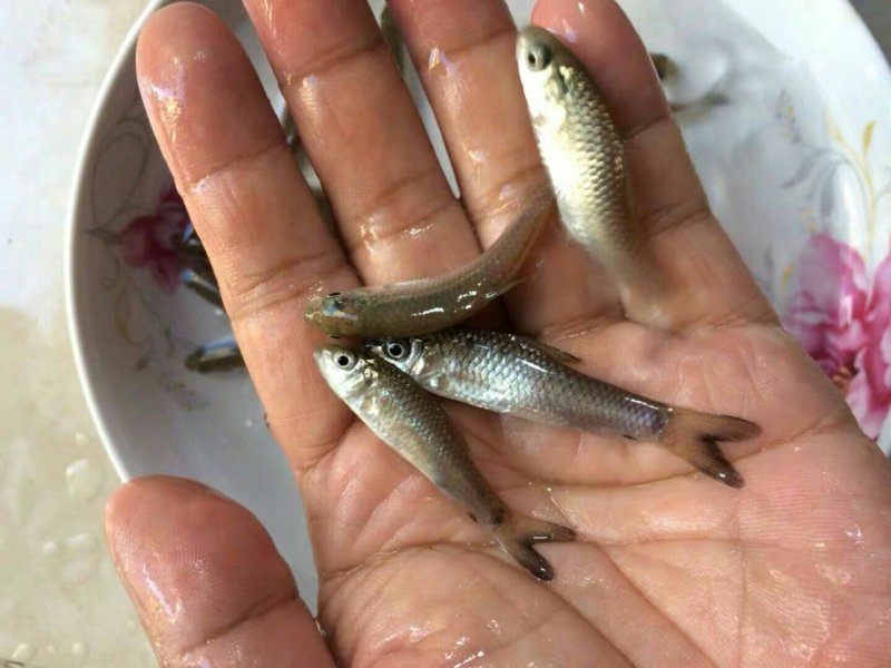 倒刺鲃苗欢迎下单咨询