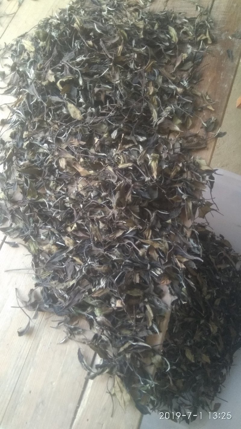 政和范屯白茶自己种植加工