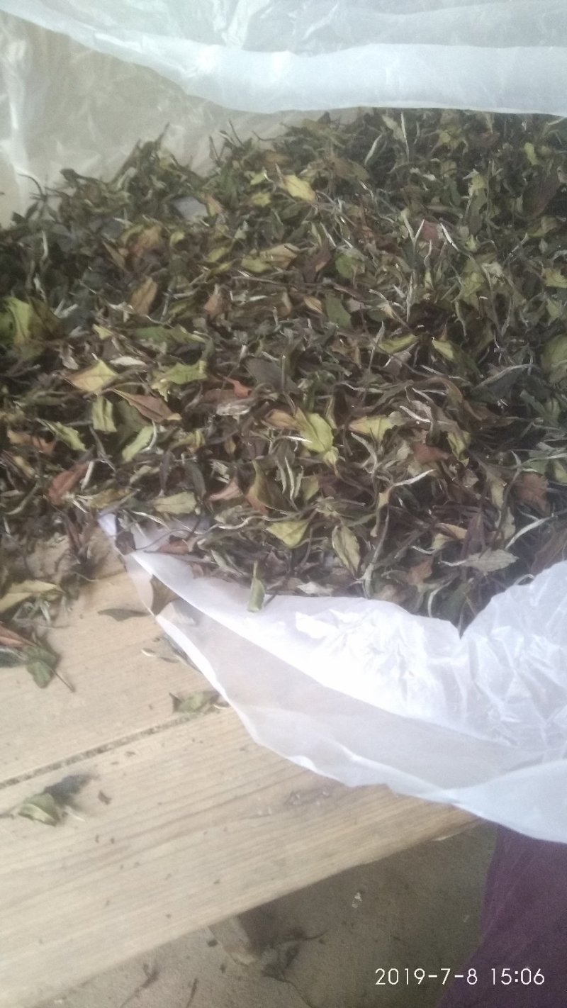 政和范屯白茶自己种植加工