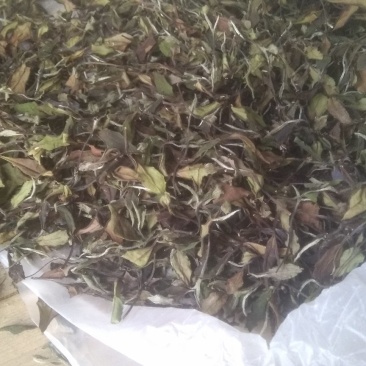政和范屯白茶自己种植加工