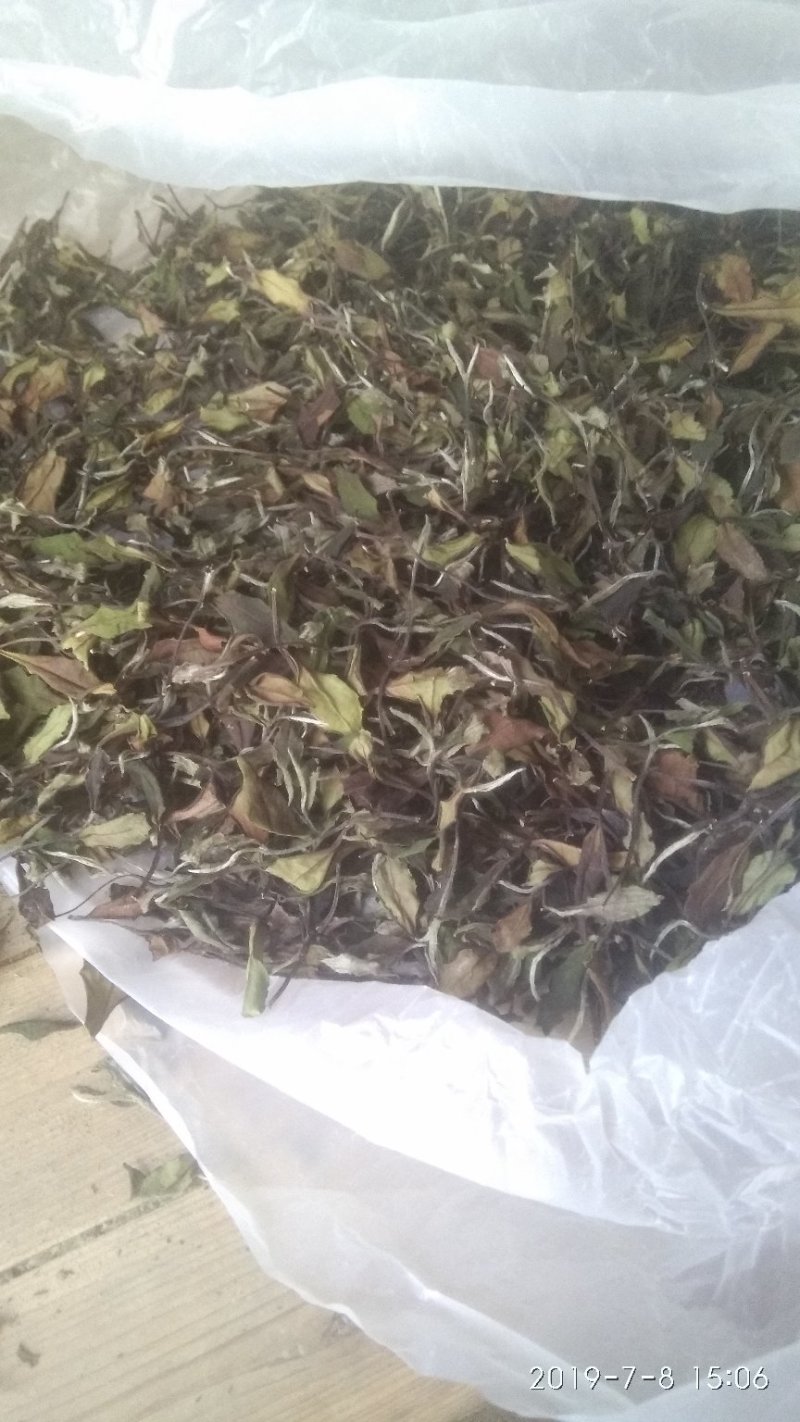 政和范屯白茶自己种植加工