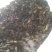 政和范屯白茶自己种植加工