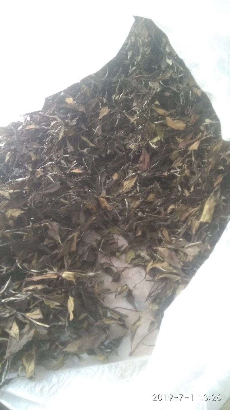 政和范屯白茶自己种植加工