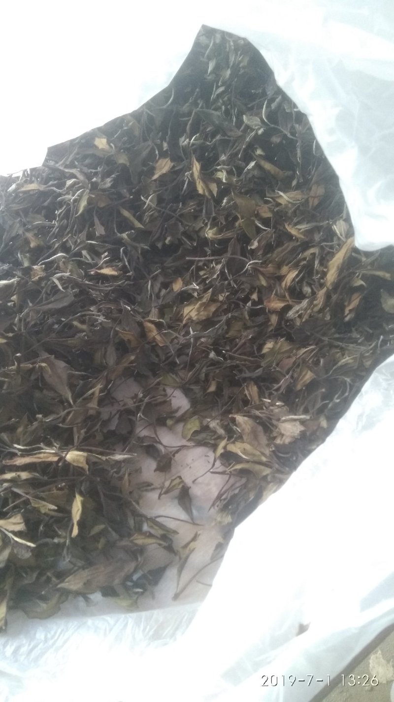 政和范屯白茶自己种植加工