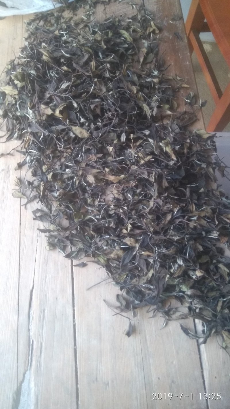 政和范屯白茶自己种植加工