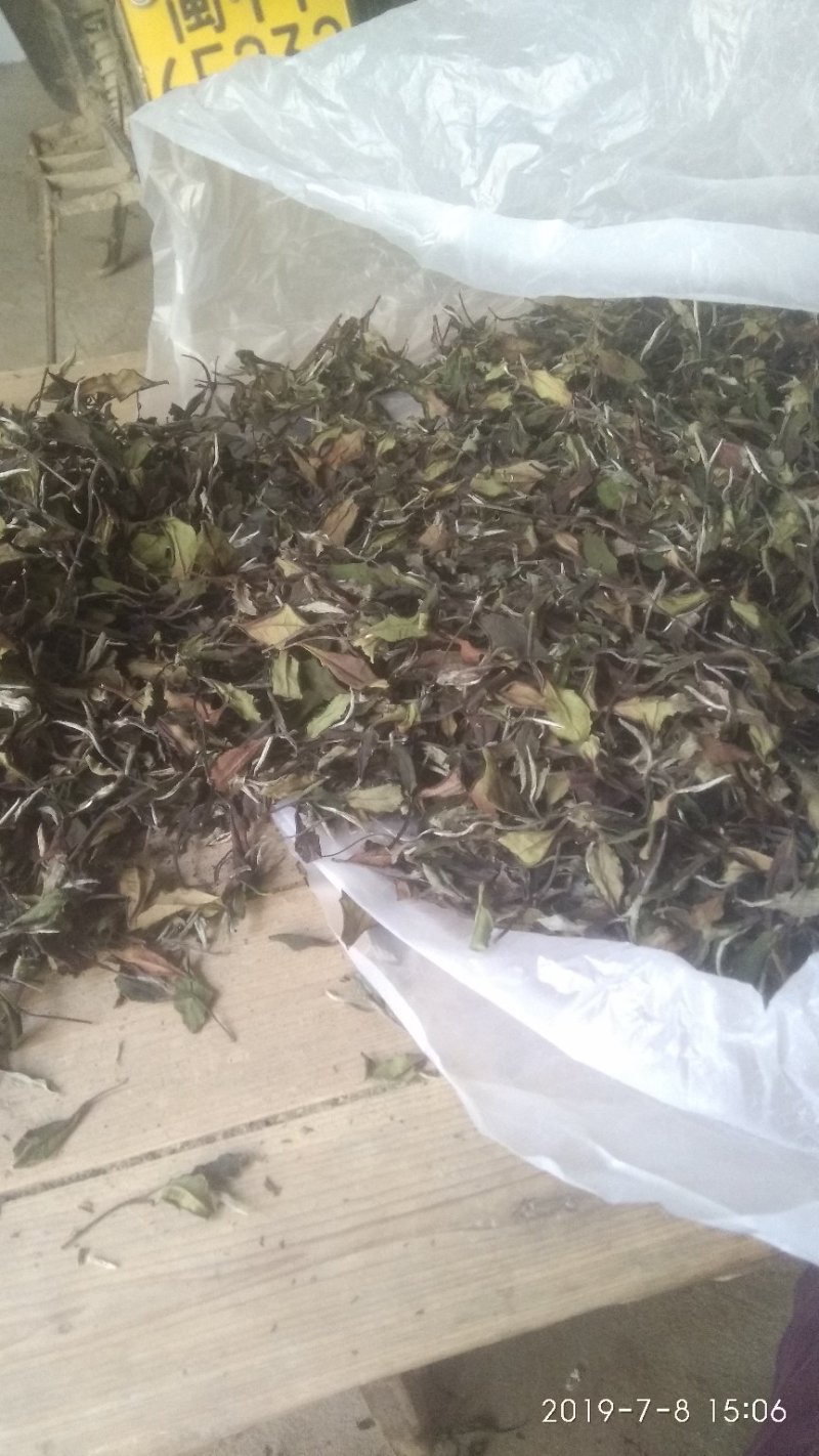 政和范屯白茶自己种植加工