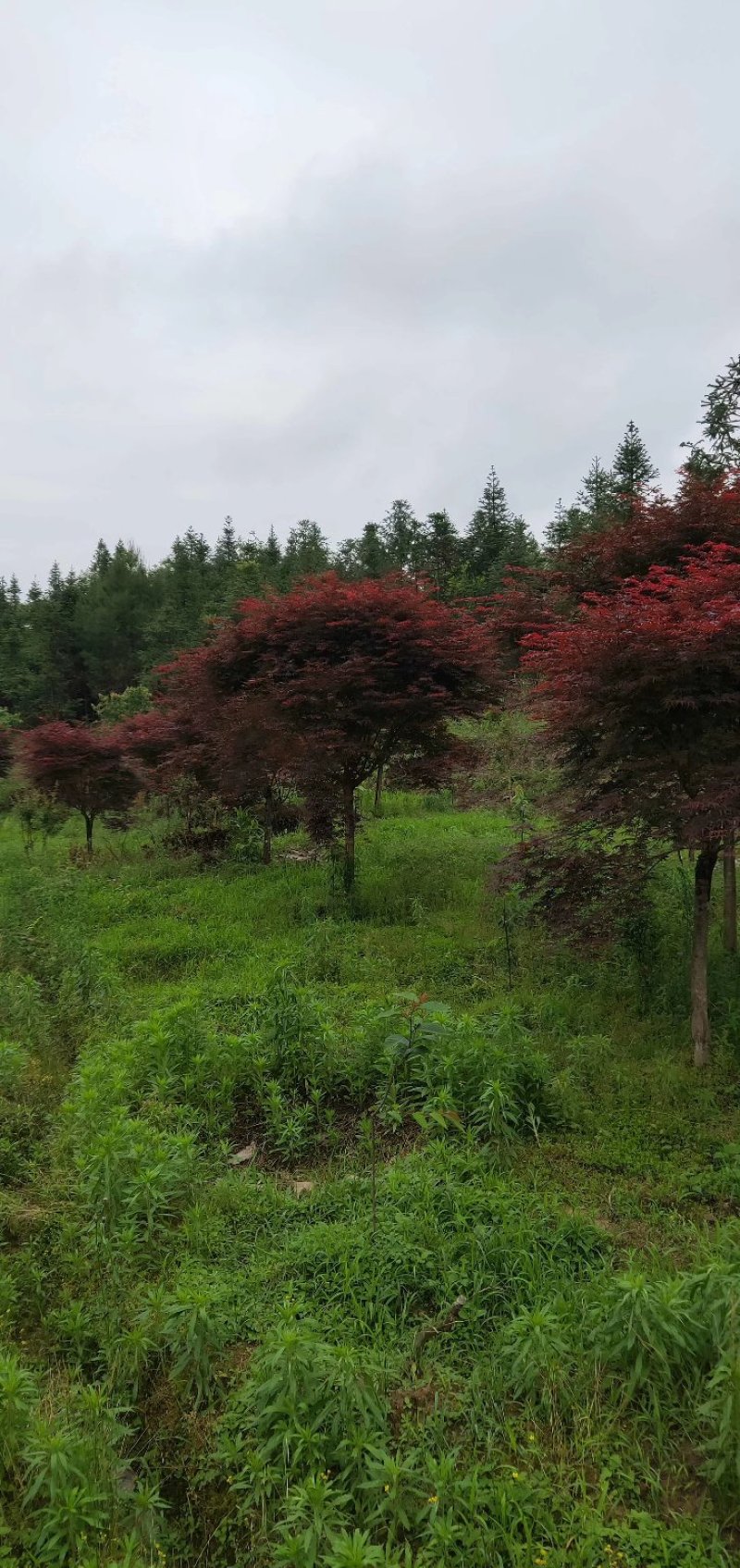 日本红枫，郴州红枫，湖南红枫