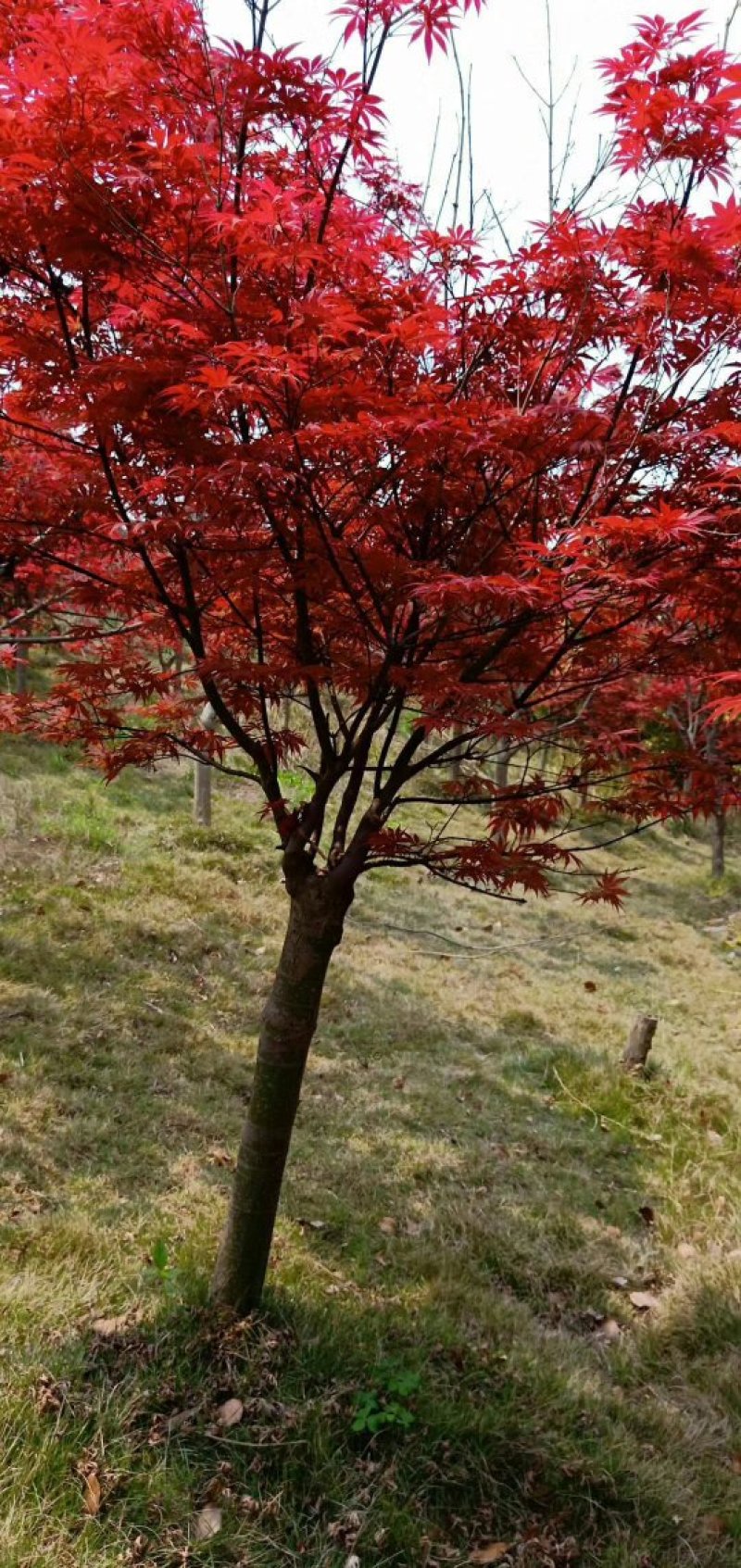 日本红枫，郴州红枫，湖南红枫