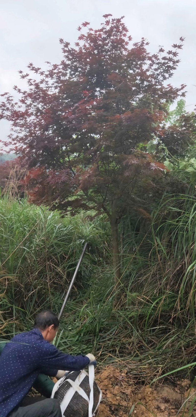 日本红枫，郴州红枫，湖南红枫