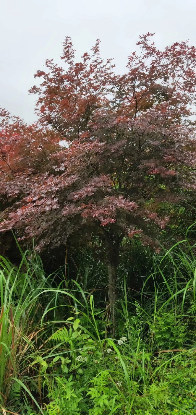 日本红枫，郴州红枫，湖南红枫