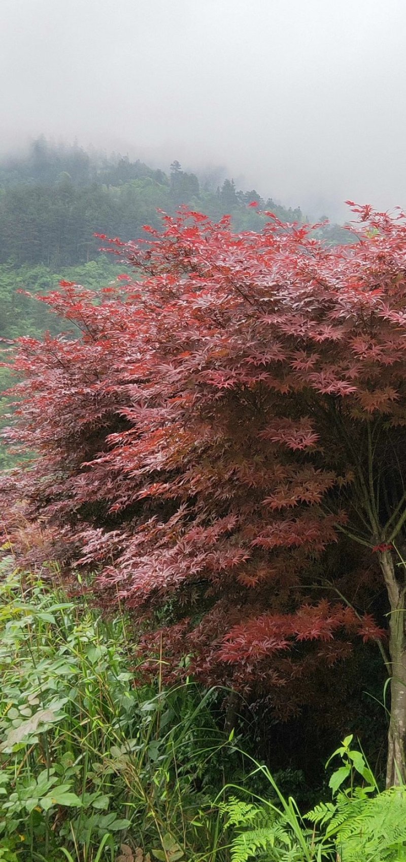 日本红枫，郴州红枫，湖南红枫