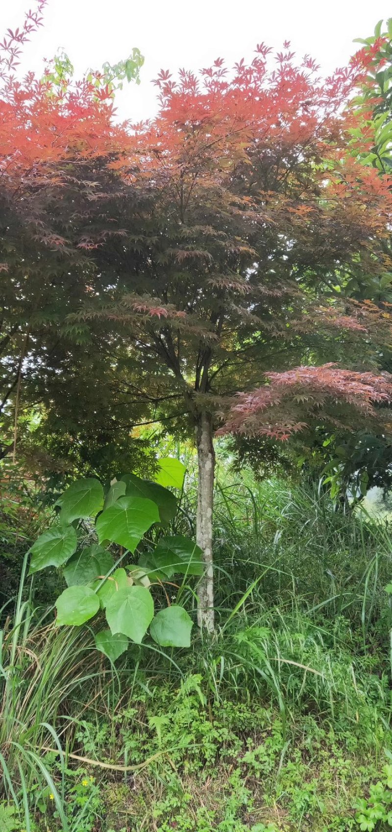 日本红枫，郴州红枫，湖南红枫