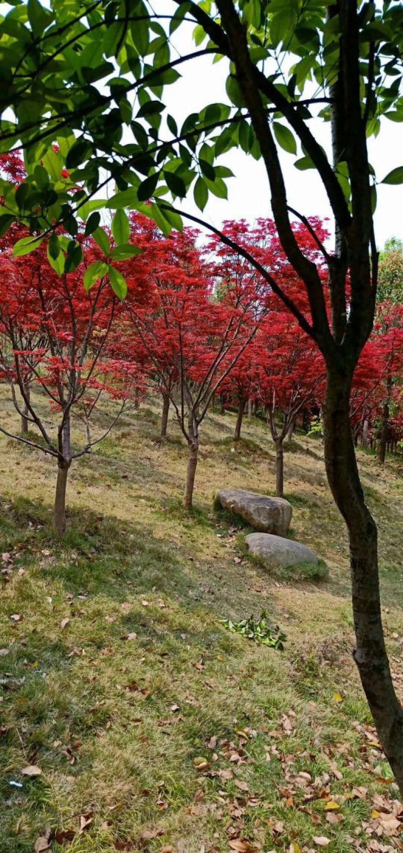 日本红枫，郴州红枫，湖南红枫