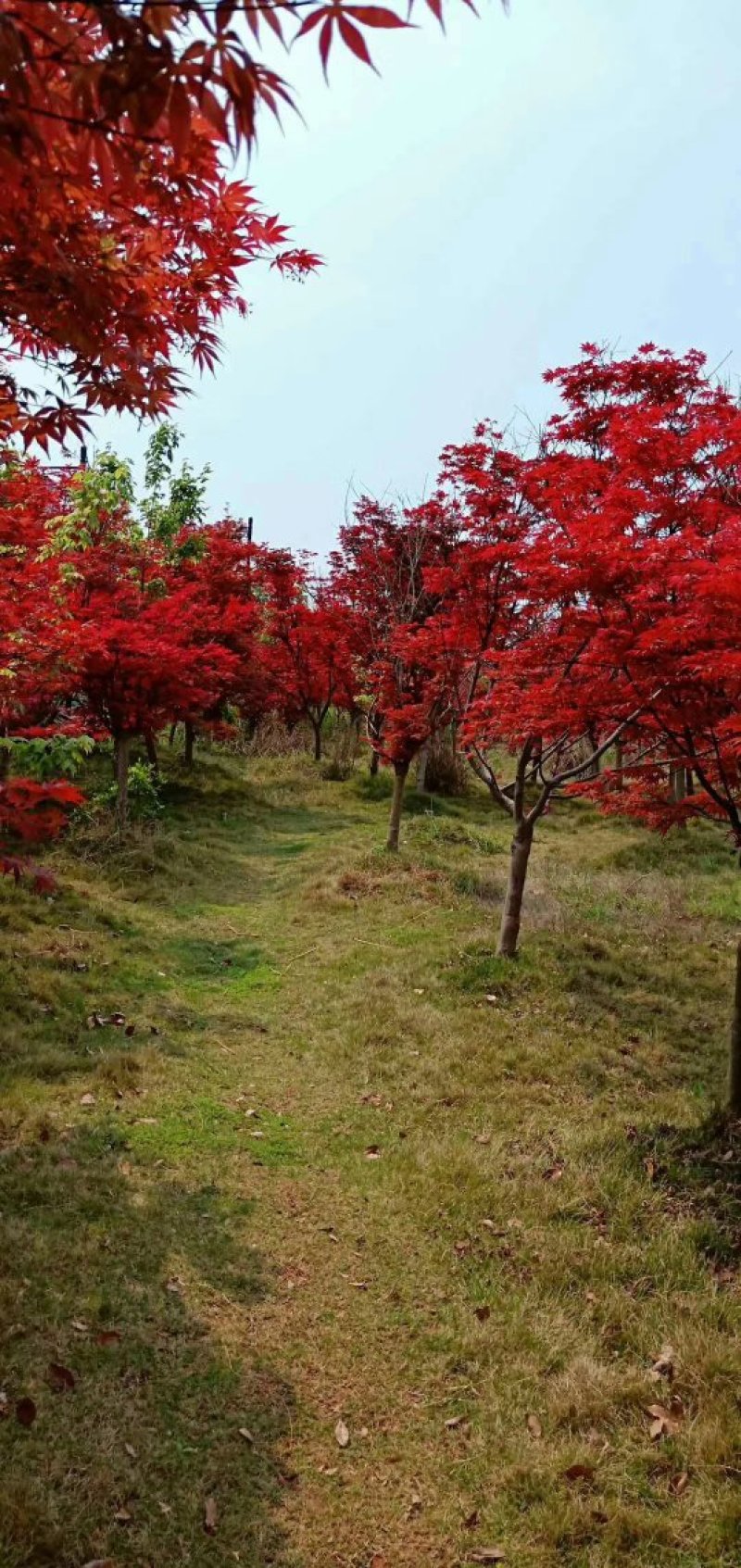 日本红枫，郴州红枫，湖南红枫