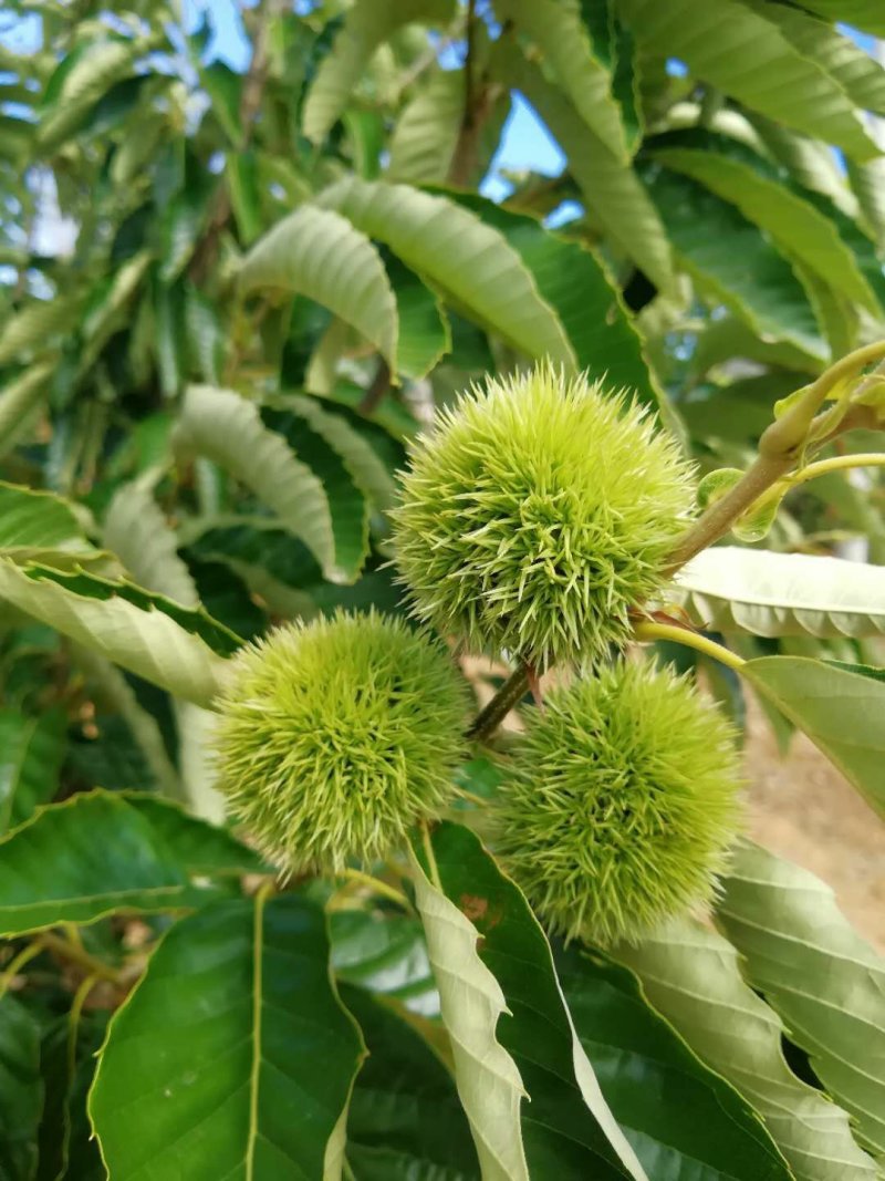 早期新鲜板栗红板栗，特级板栗