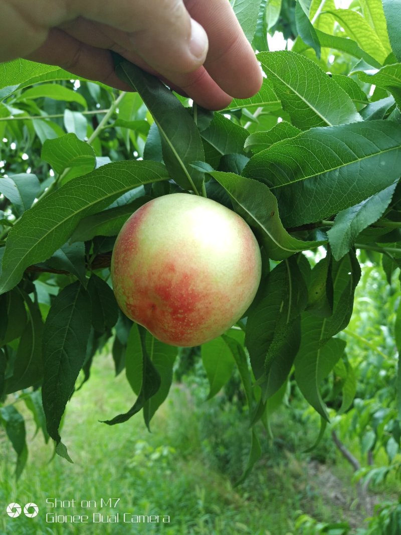 冬桃苗，眏霜红，沂蒙爽红