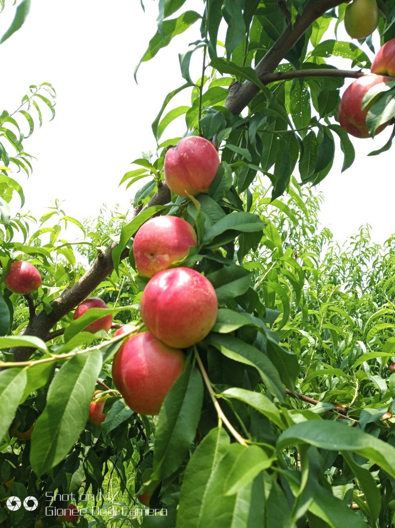 冬桃苗，眏霜红，沂蒙爽红