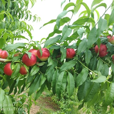 冬桃苗，眏霜红，沂蒙爽红