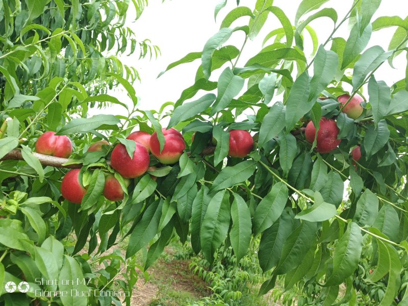 冬桃苗，眏霜红，沂蒙爽红