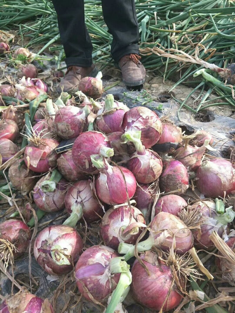 红皮洋葱，货源充足，甘肃洋葱，关系洽谈咨询