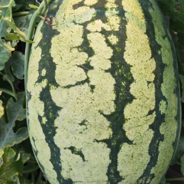 大量供应平度明村白花皮西瓜