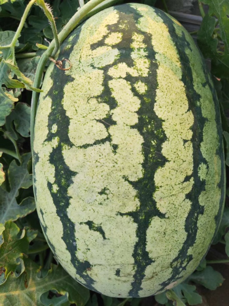 大量供应平度明村白花皮西瓜