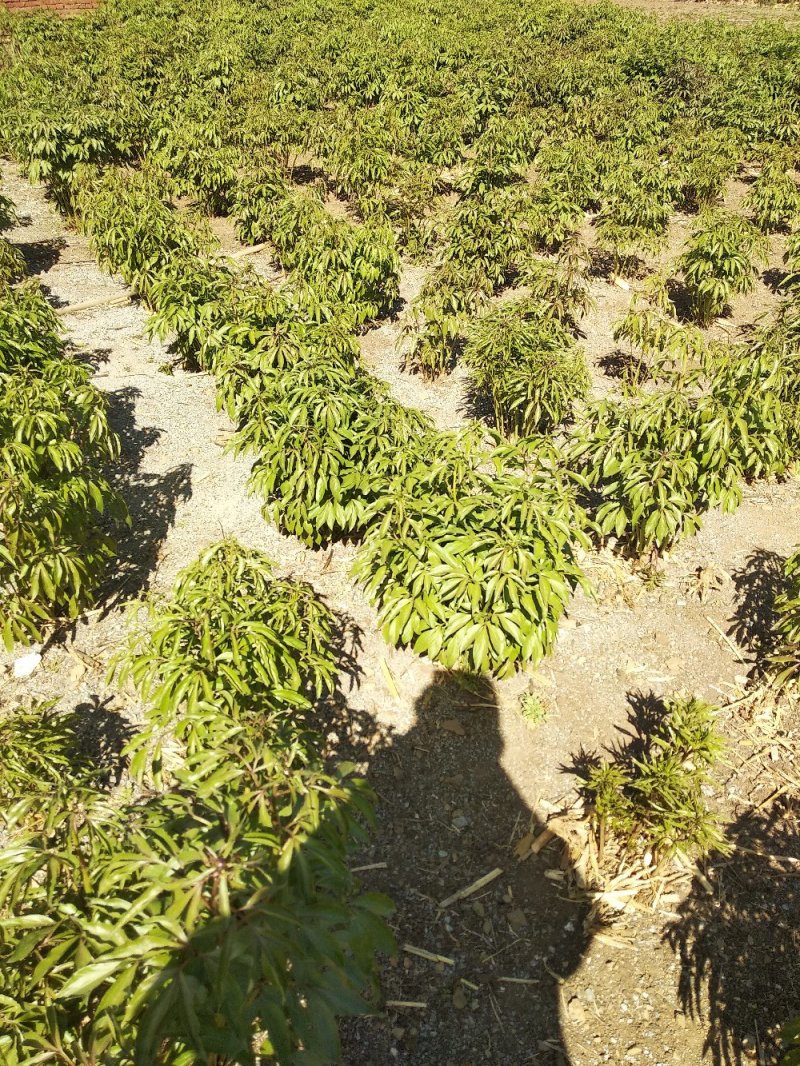 赤芍，白鲜皮，还有种苗要的联系我。
